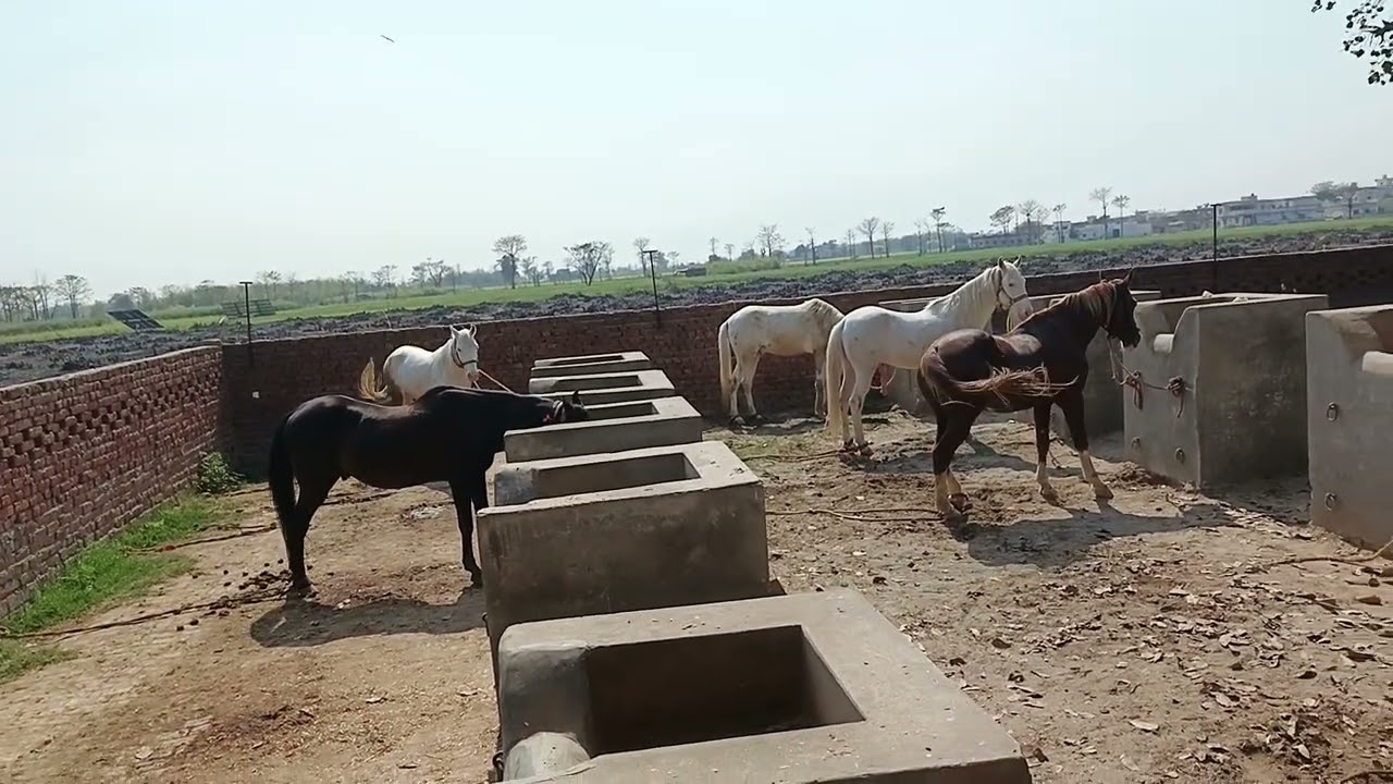 Horse, video, mithugujjar, farm