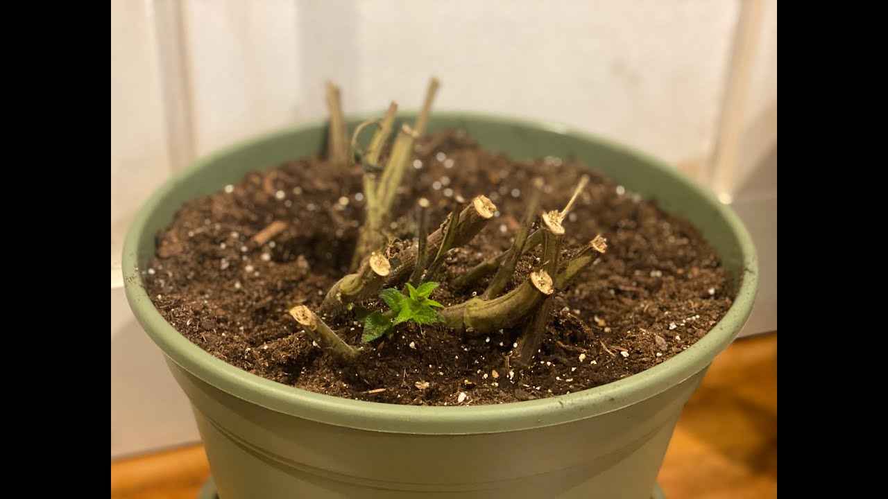 Зимовка сальвии: деление и зимовка чёрной и синей сальвии в горшках // TheFlowerFanatic