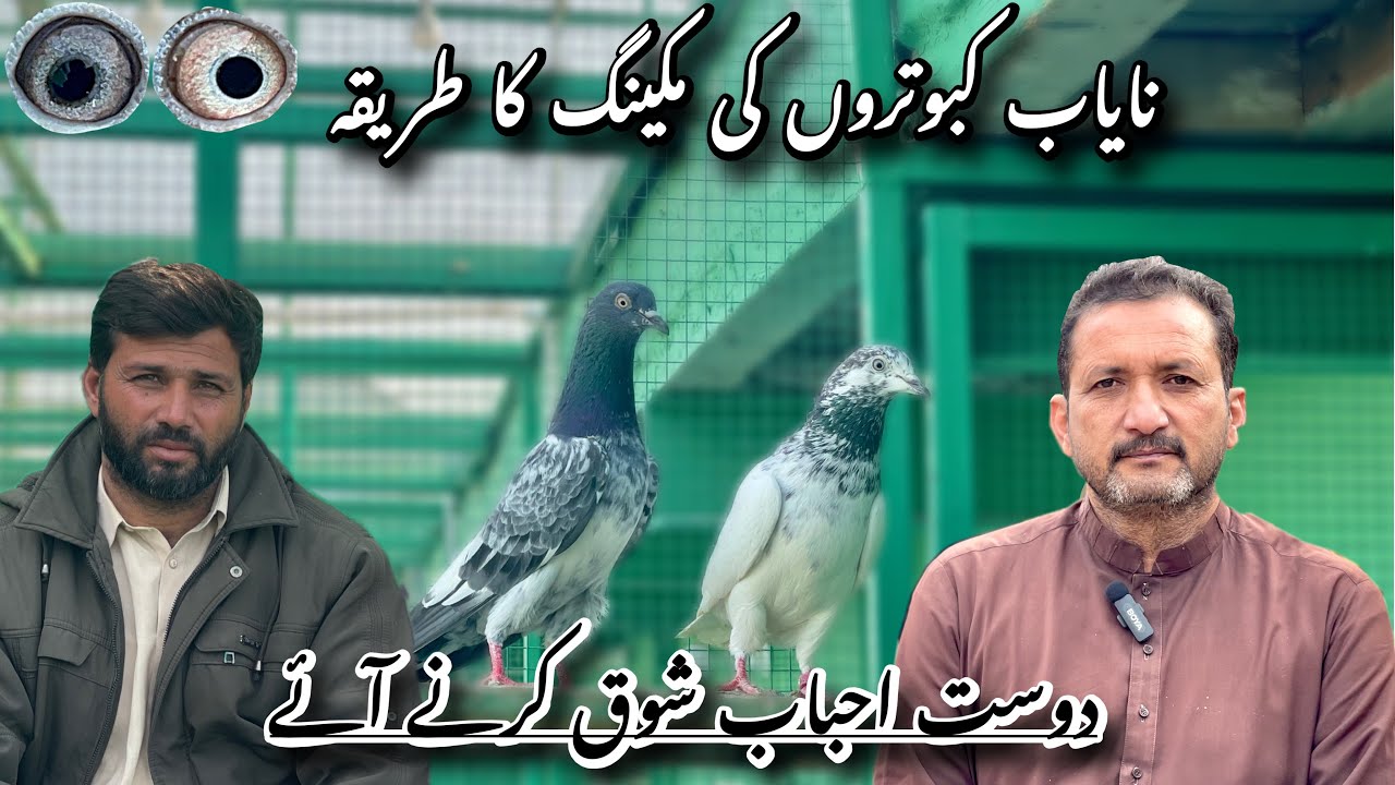 نایاب کبوتروں کی مکینگ کا طریقہ | دوست احباب شوق کرنے آئے 🕊️❤️