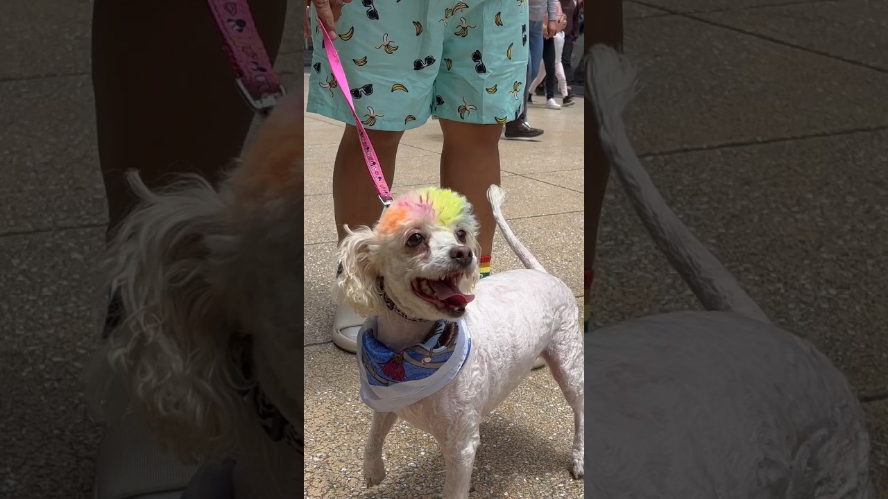 Marcha LGBT 2024  Mexico 🇲🇽