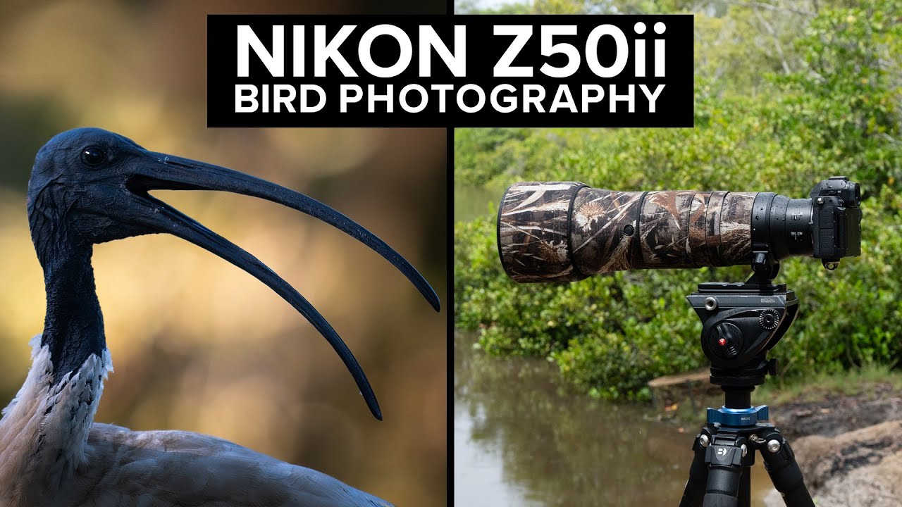 Nikon Z50ii Bird Photography | Real World Review