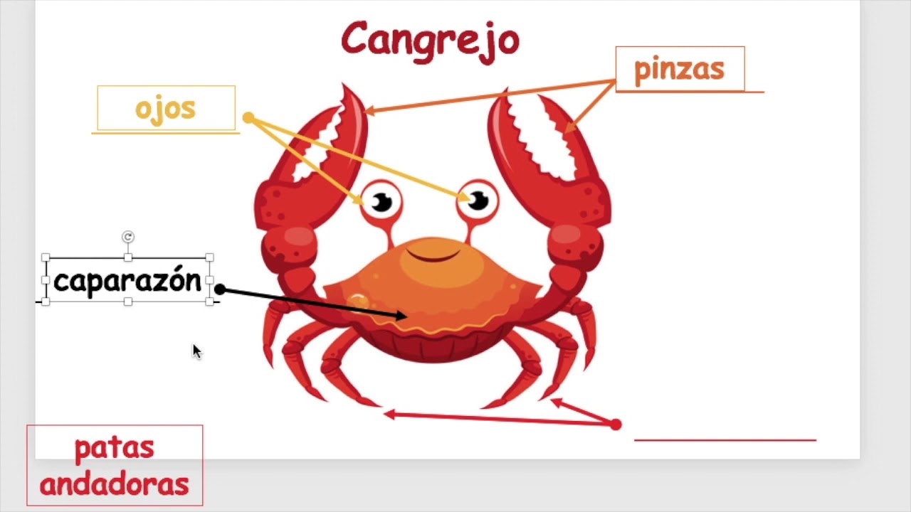 Partes del Cangrejo