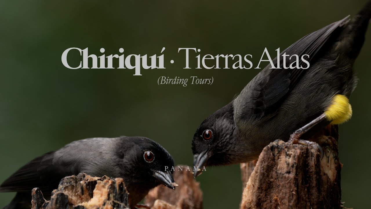 Panama Birding Tours &middot; Tamand&uacute;a &middot; Chiriqu&iacute;, Tierras Altas