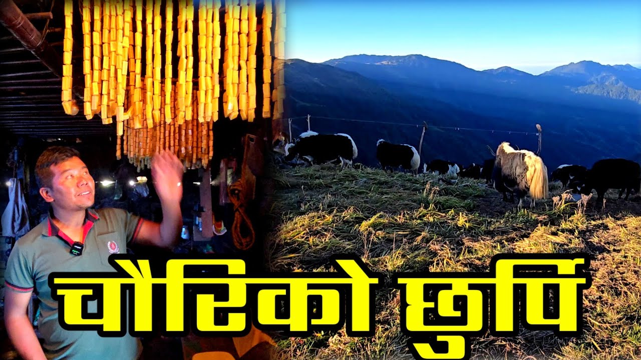 बिष र बिखमा खाने चौरिको छुर्पी बनाउने 33 बर्से धावा,छुर्पी बेचेरै महिनाको तिनलाख कमाउदै,yak chew 