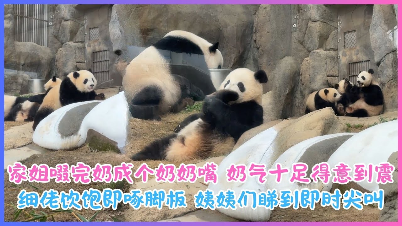 1月20日💖家姐啜完奶成个奶奶嘴～奶气十足得意到震！细佬饮饱即啄脚板，姨姨们睇到即时尖叫💖