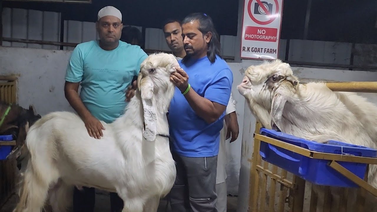 RK Goat Farm Ki Tyaari Will Shock You | Andul And Khassi Weight Gain | Faisal Bhaijaan.