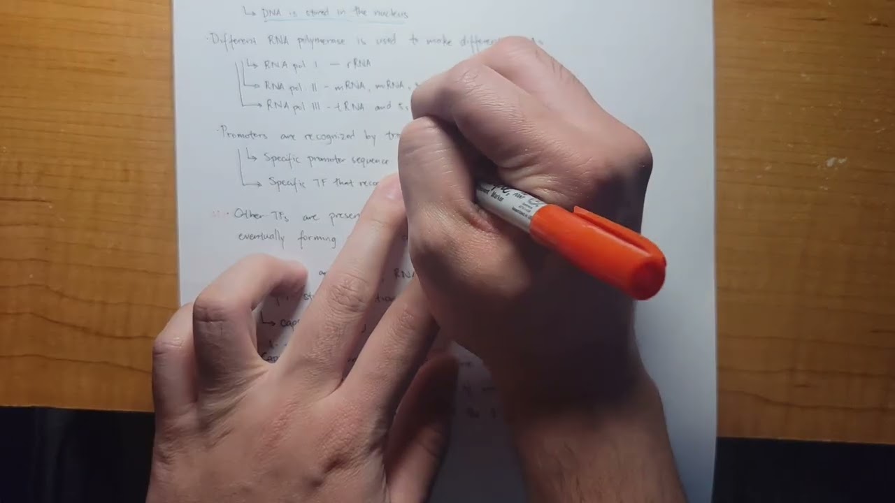 Eukaryotic Transcription