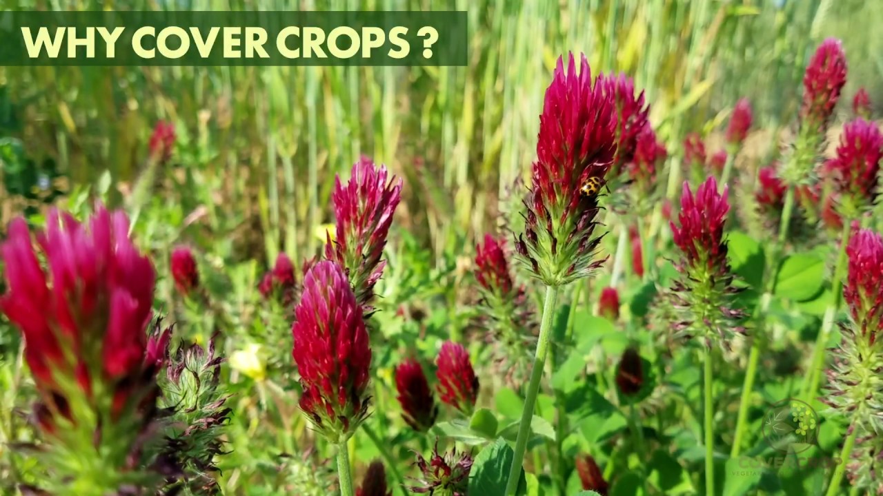 Why Cover Crops?