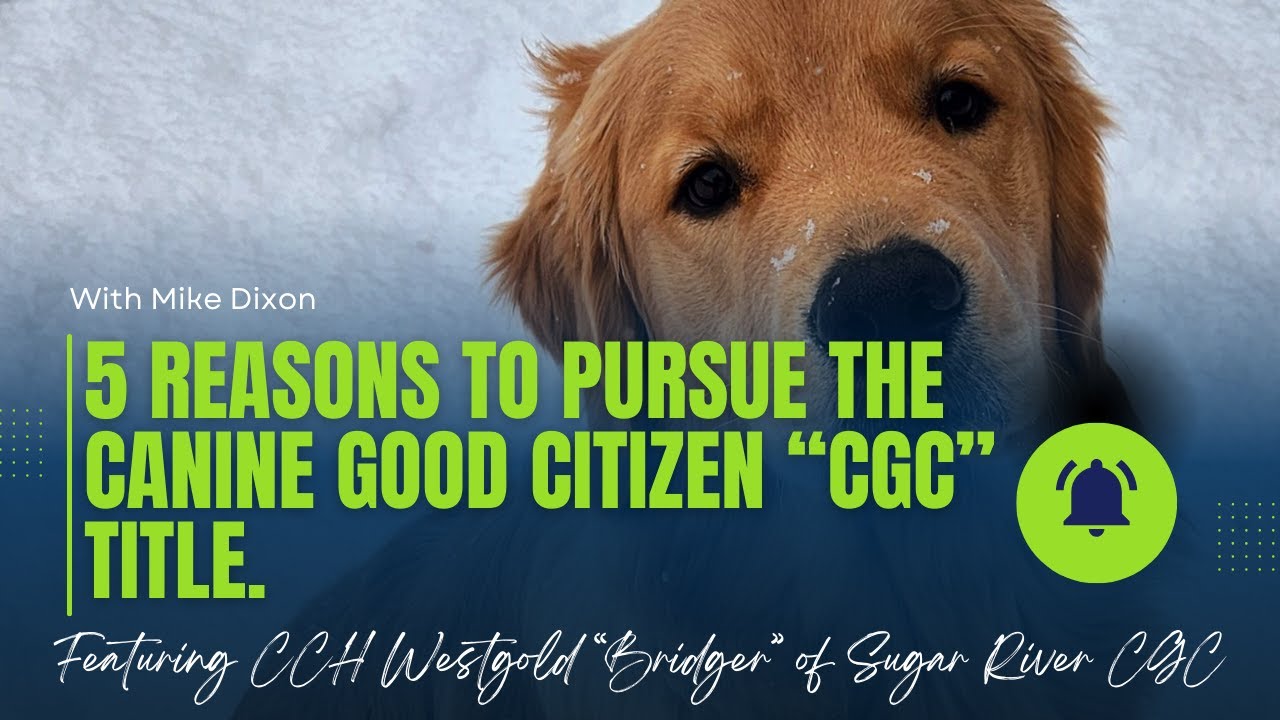 5 Reasons to Pursue the Canine Good Citizen (CGC) Title for Your Dog