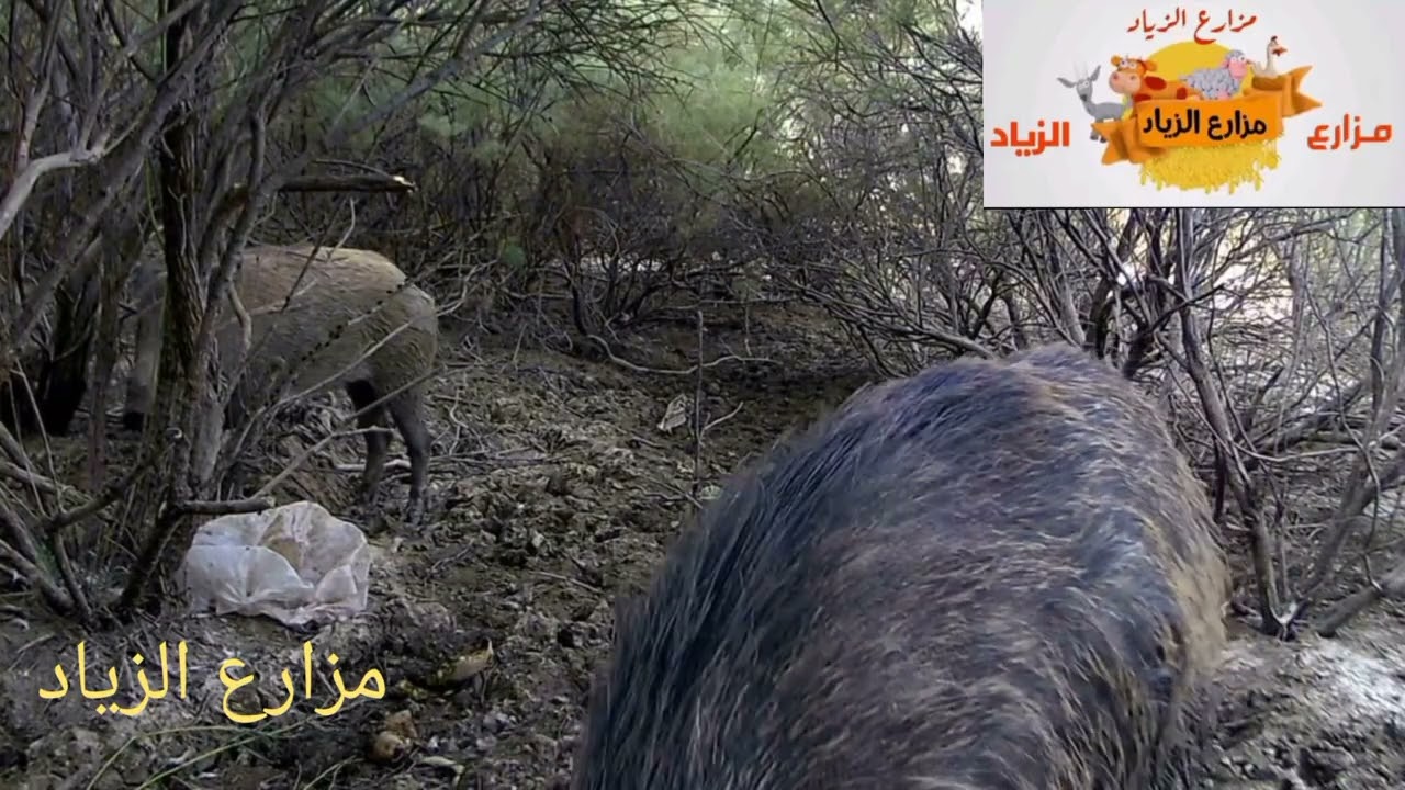  نتائج تصوير ﴿ الكامرة الحركية ﴾  مفاجئ داخل الاصدار 