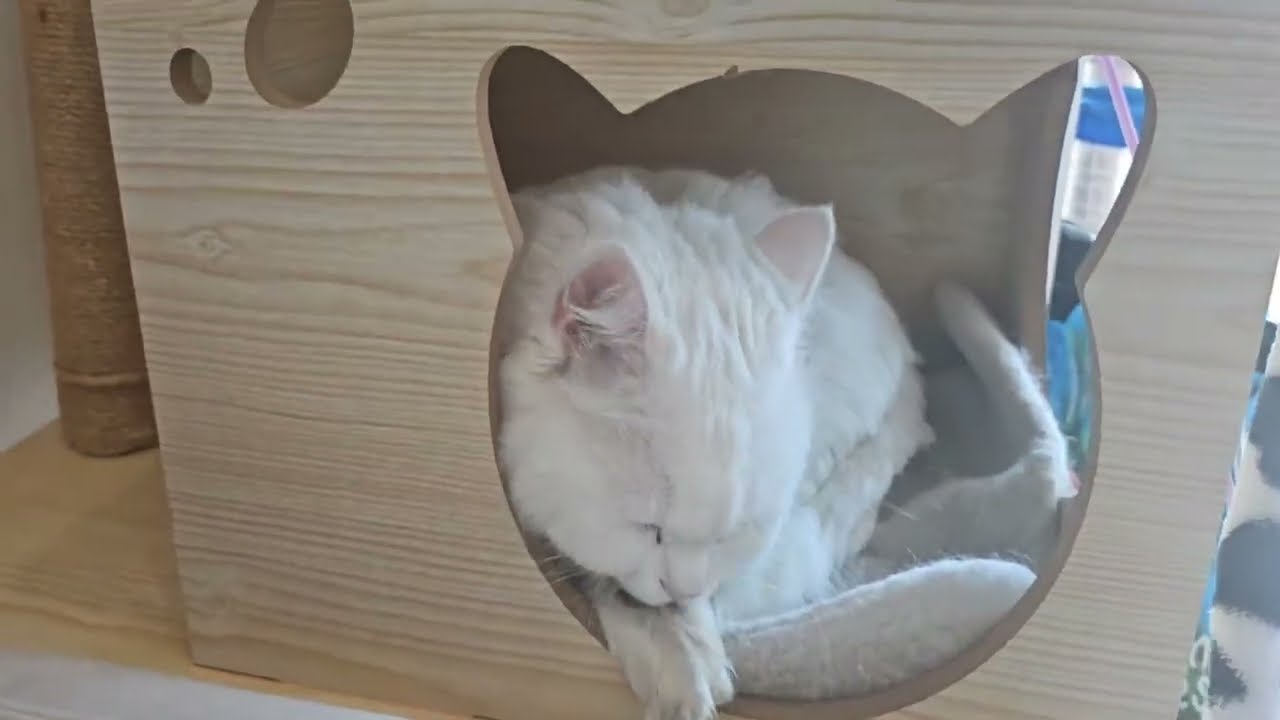 평온한 주말오후(20분 힐링영상)
