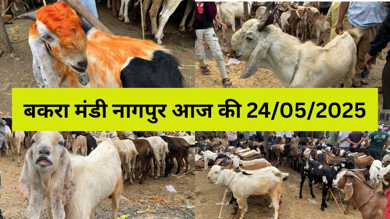 बकरा मंडी नागपुर आज की  24/05/2025 | Bakra Market Nagpur | kalamna Bakra mandi | Nagpurkar Nishant