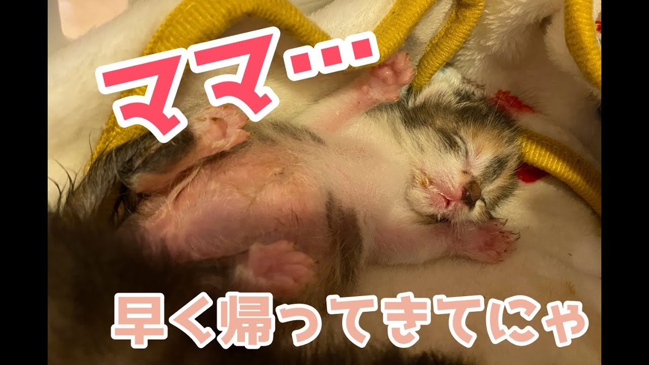 【はぴと5匹の子猫達】はぴママ退院。子猫達との再会。ママはやっぱりママなんだね。体調悪くてもママなんだよ