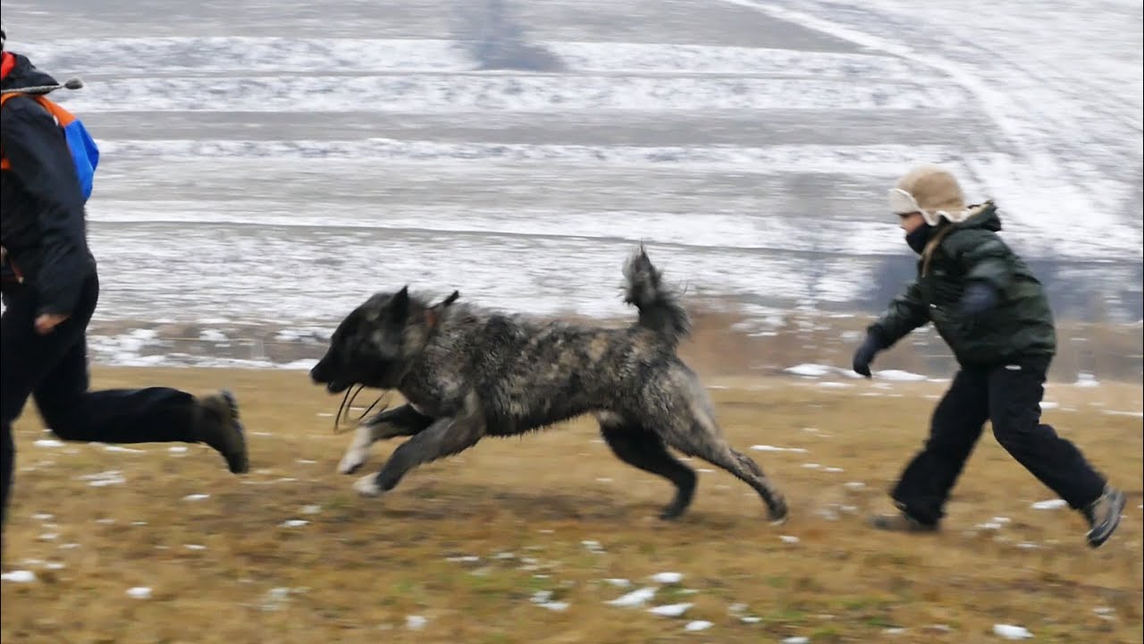 Shepherd dog puppy growing up  - 1 year in 1 minute