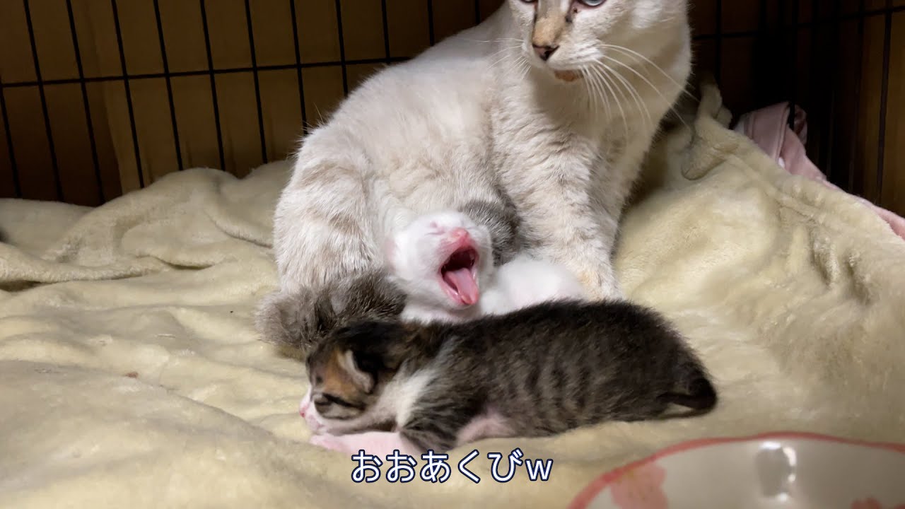 妊婦猫さんを保護しました