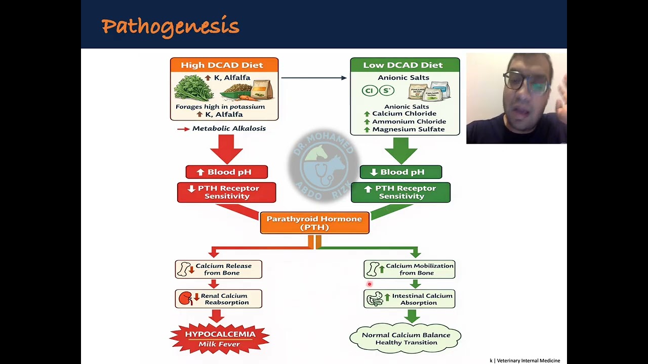 Hypocalcemia in Cattle (Milk Fever) | Causes, Signs & Emergency Treatment