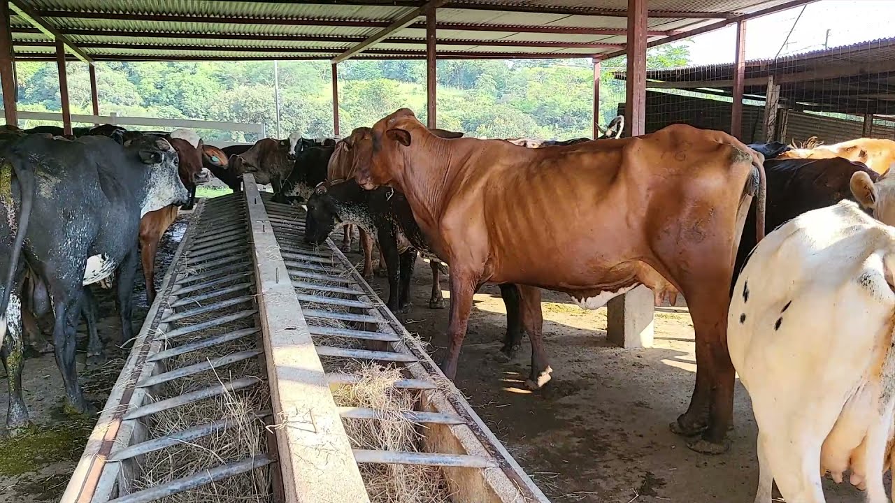 Finca Guayacan, una lechería tecnificada amigable con el medio ambiente.