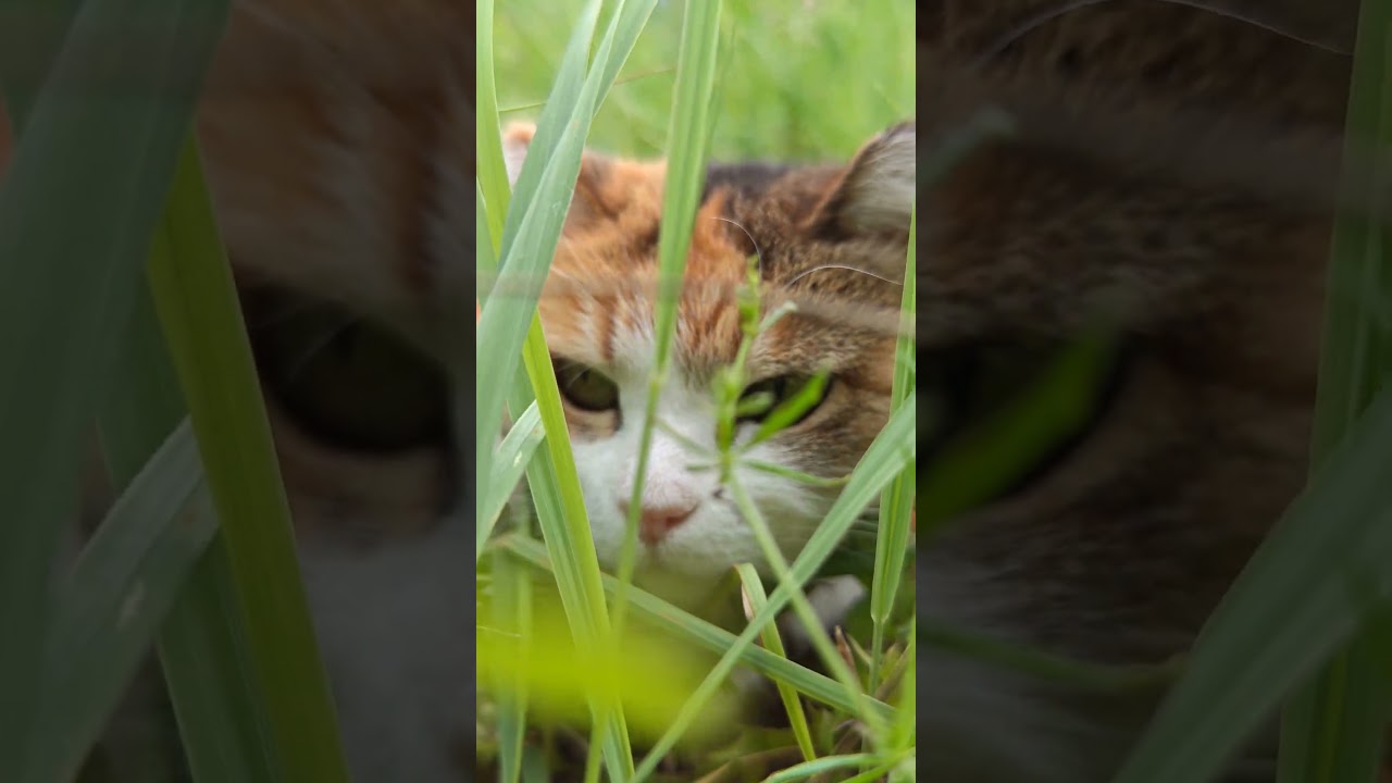 Beautiful cat in green garden ☀️ Красивая кошка в зелёном саду