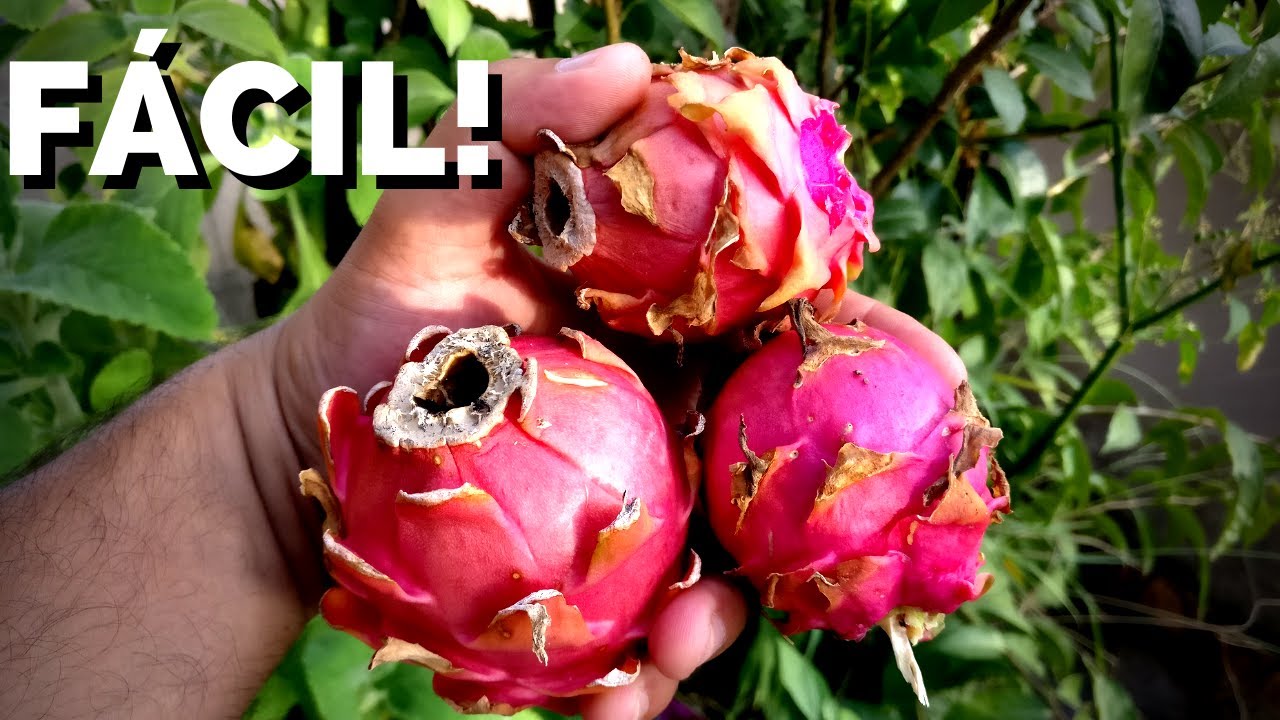 Como Saber a Cor da Pitaya pelo FRUTO e pelo BOTÃO floral