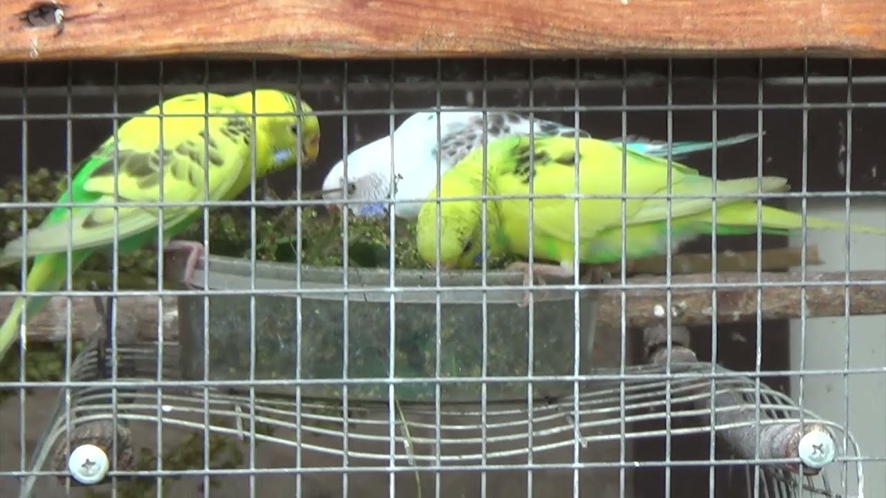 Семена крапивы для попугаев, канареек, амадинам, щеглам и всем птицам.