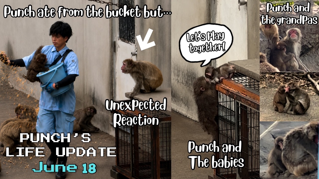 🐒 June 18| A Monkey's Unexpected Reaction When Punch Ate From the Bucket 🙉UPDATE