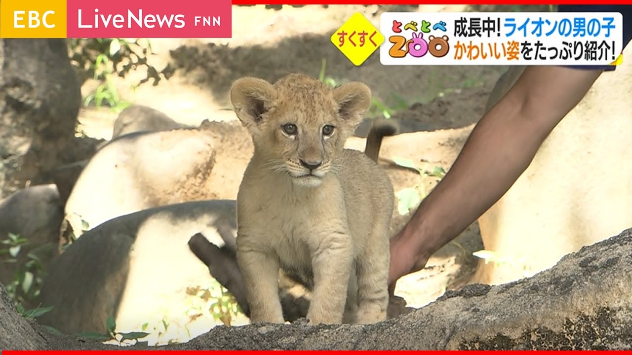 【概要欄で続編を公開！！】可愛すぎる！子ライオン詰め合わせ