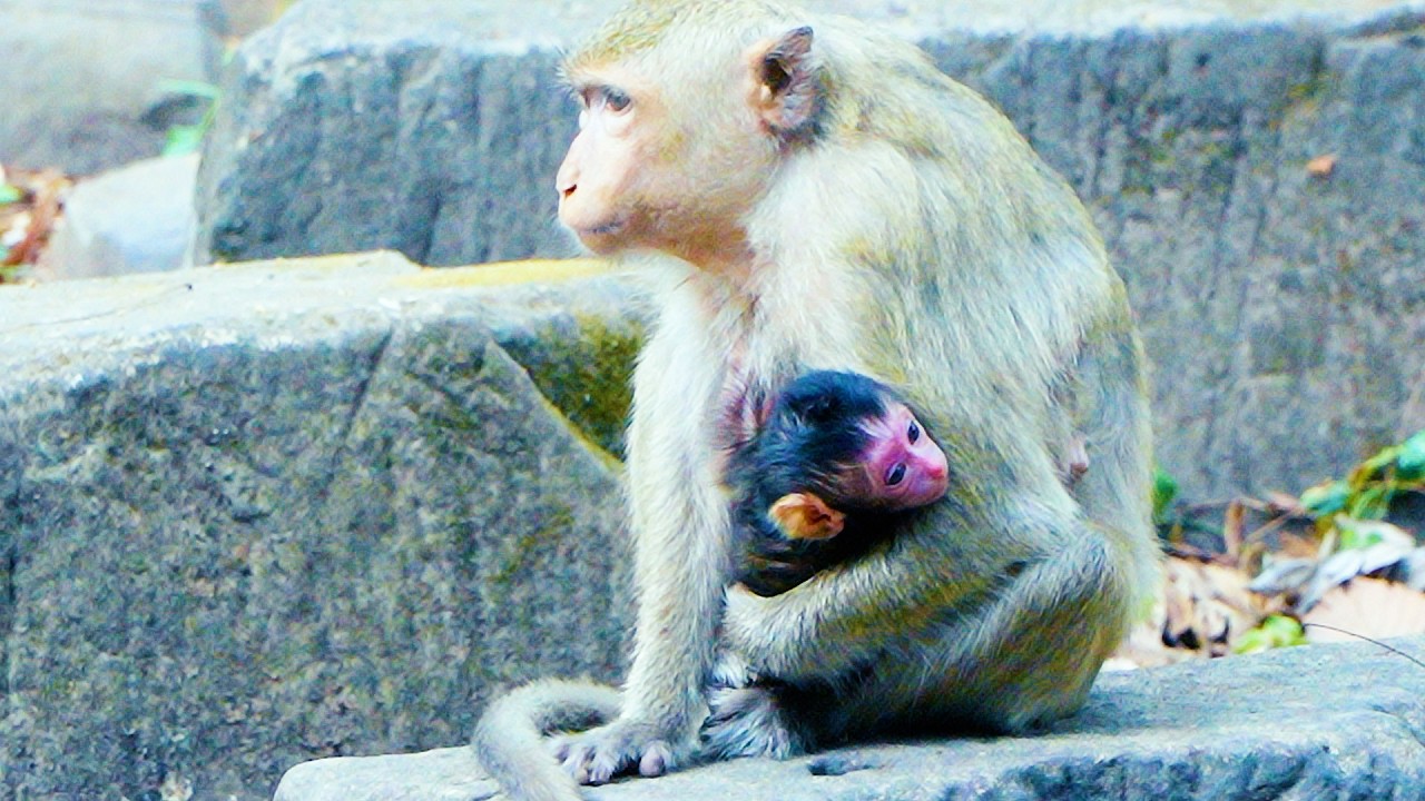 Congratulation!!! Young Mother Monkey Give Birth Newborn Baby Monkey Successful
