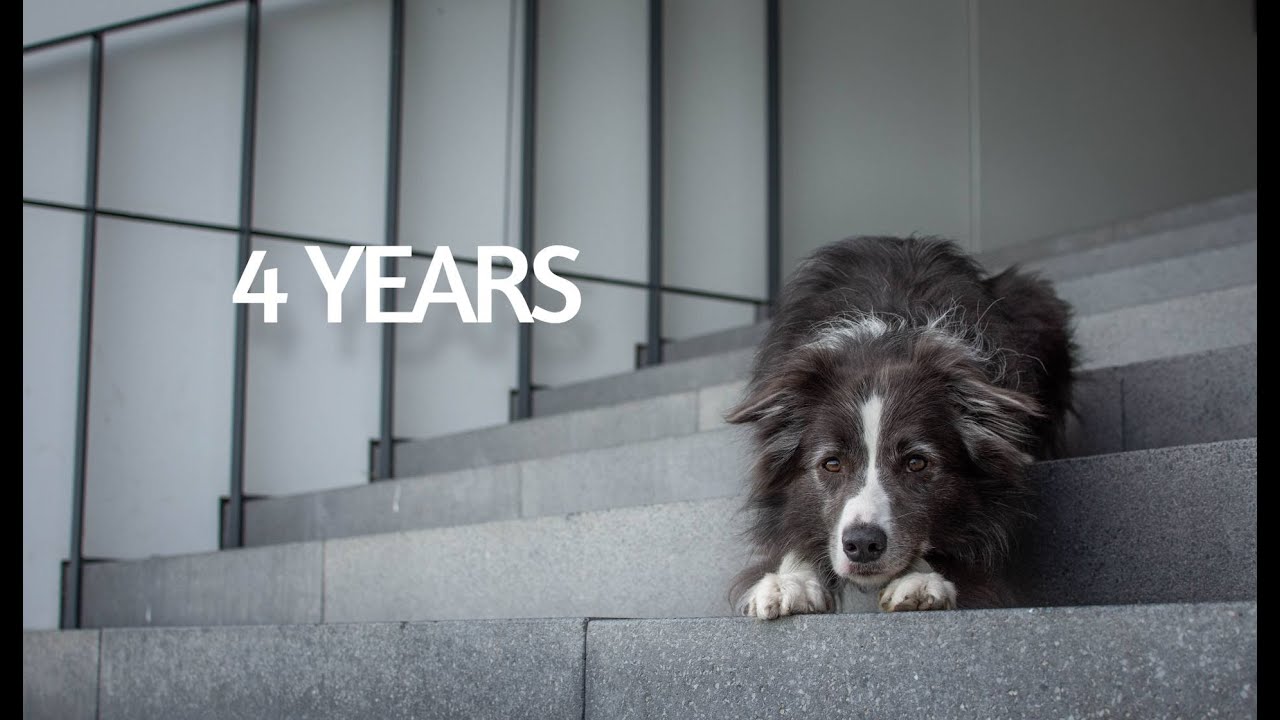 Zuri Border Collie - 4,5 YEARS