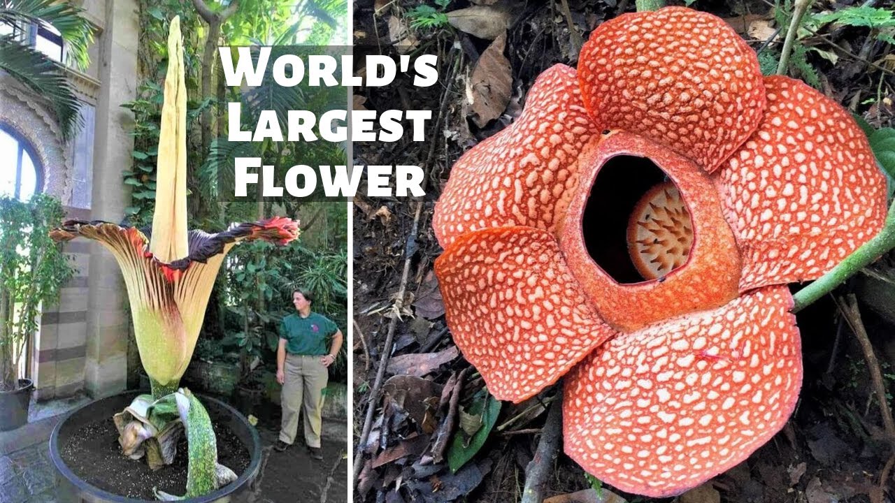 10 Strangest Plants on Planet Earth - World's Largest Flower