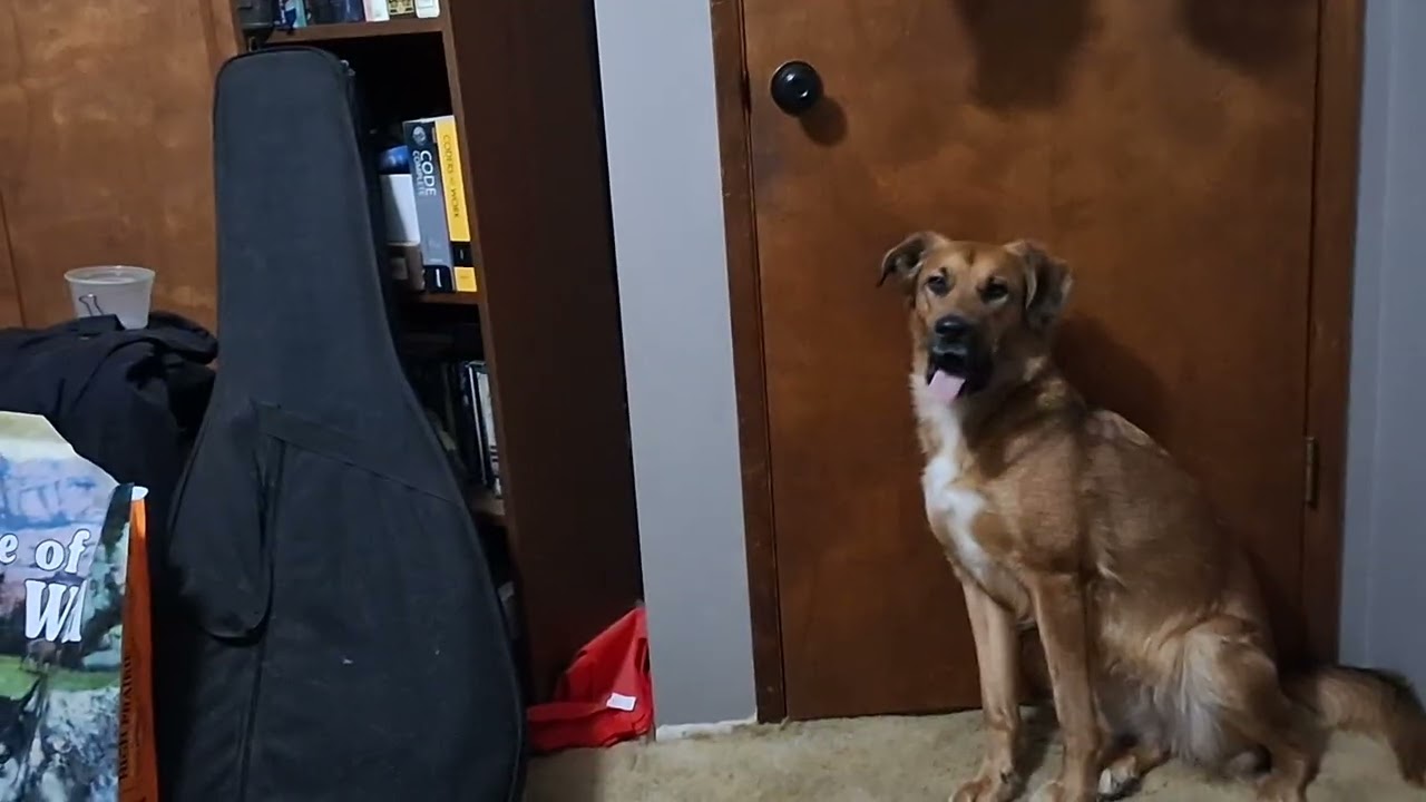 Lyla Things