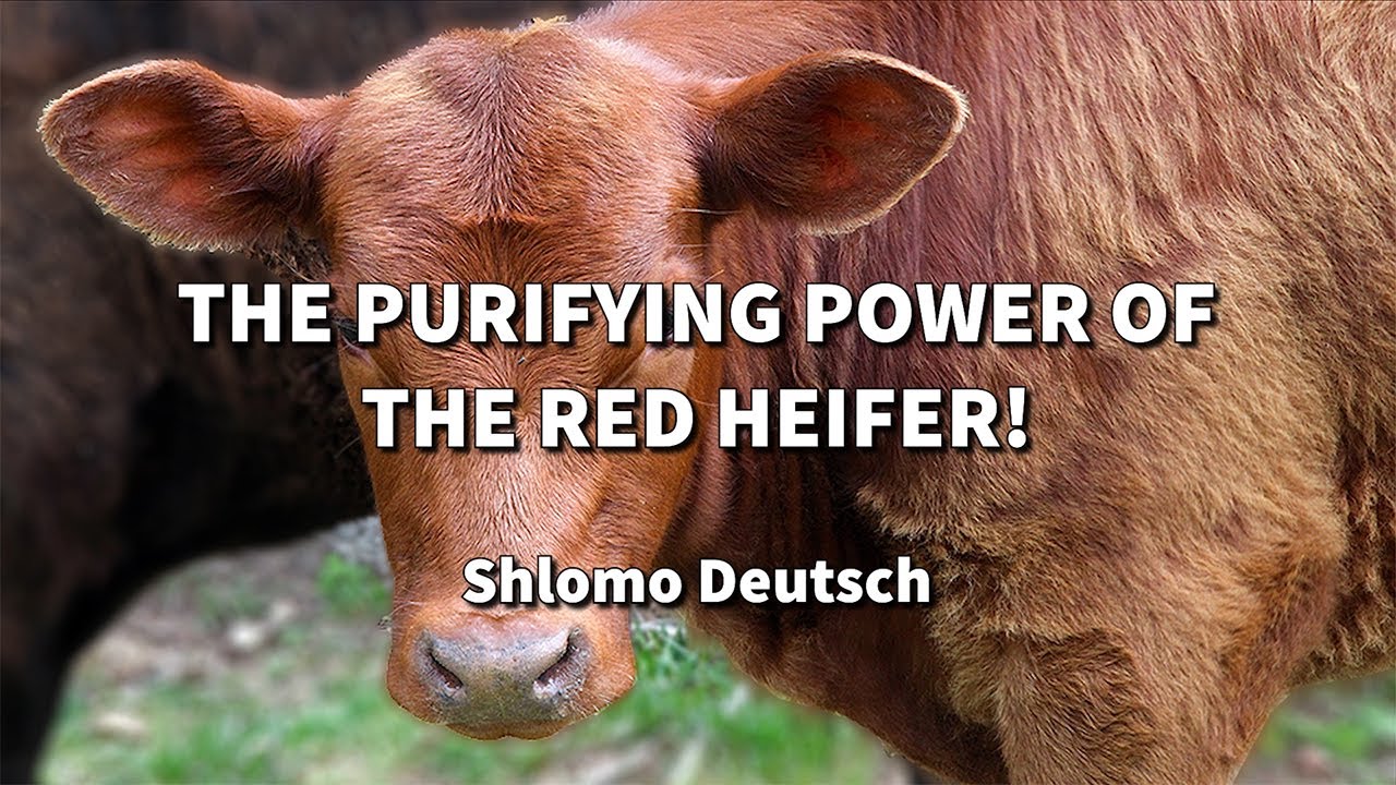 The Purifying Power of the Red Heifer!