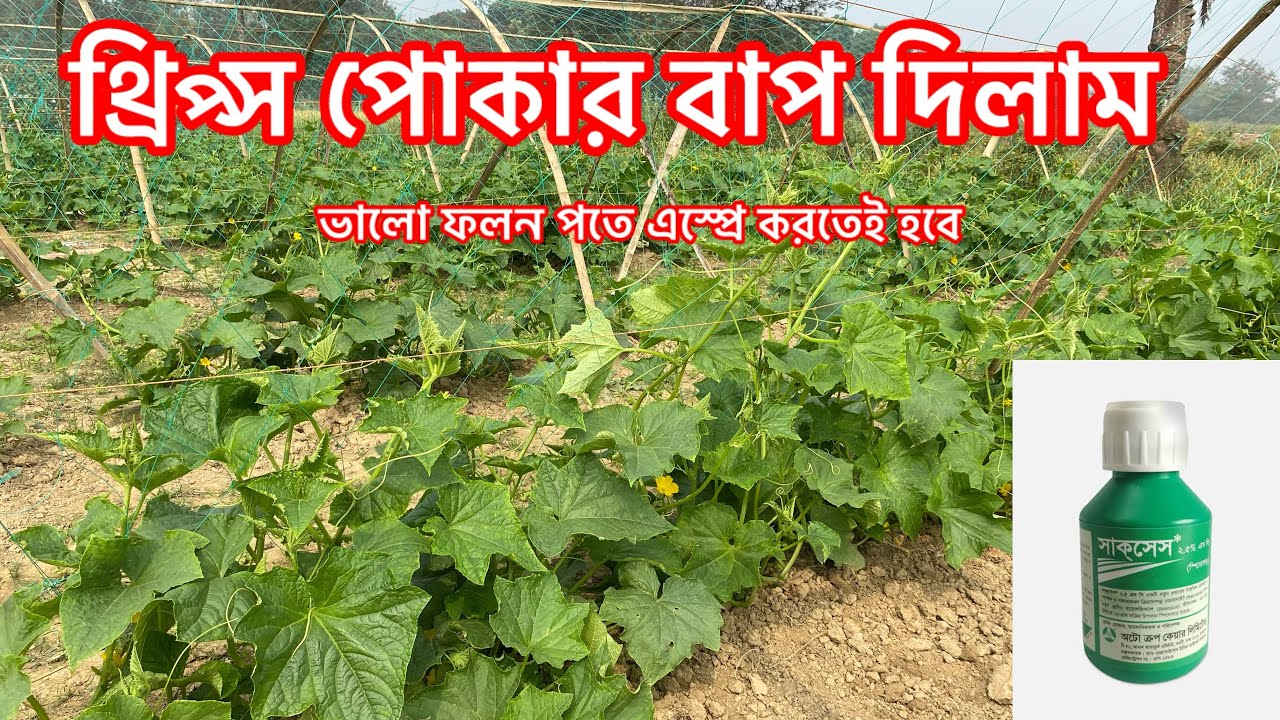 কেন কুকড়ে যাই কোন পোকা লেগেছে চিনে ঔষধ স্প্রে করুন। #শসা #শসা_চাষ #agriculture