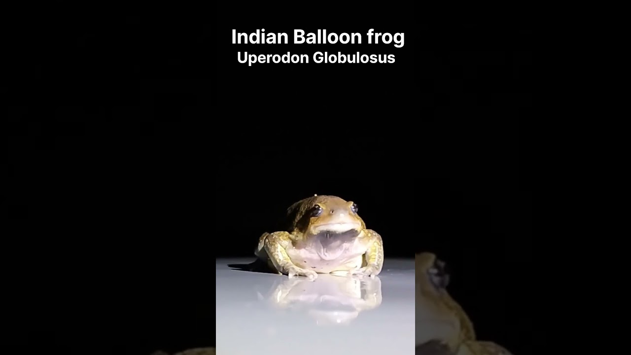 Balloon-frog | Mysterious And Elusive Frog | Uperodon Globulosus | #frog  #nature #shortfeed