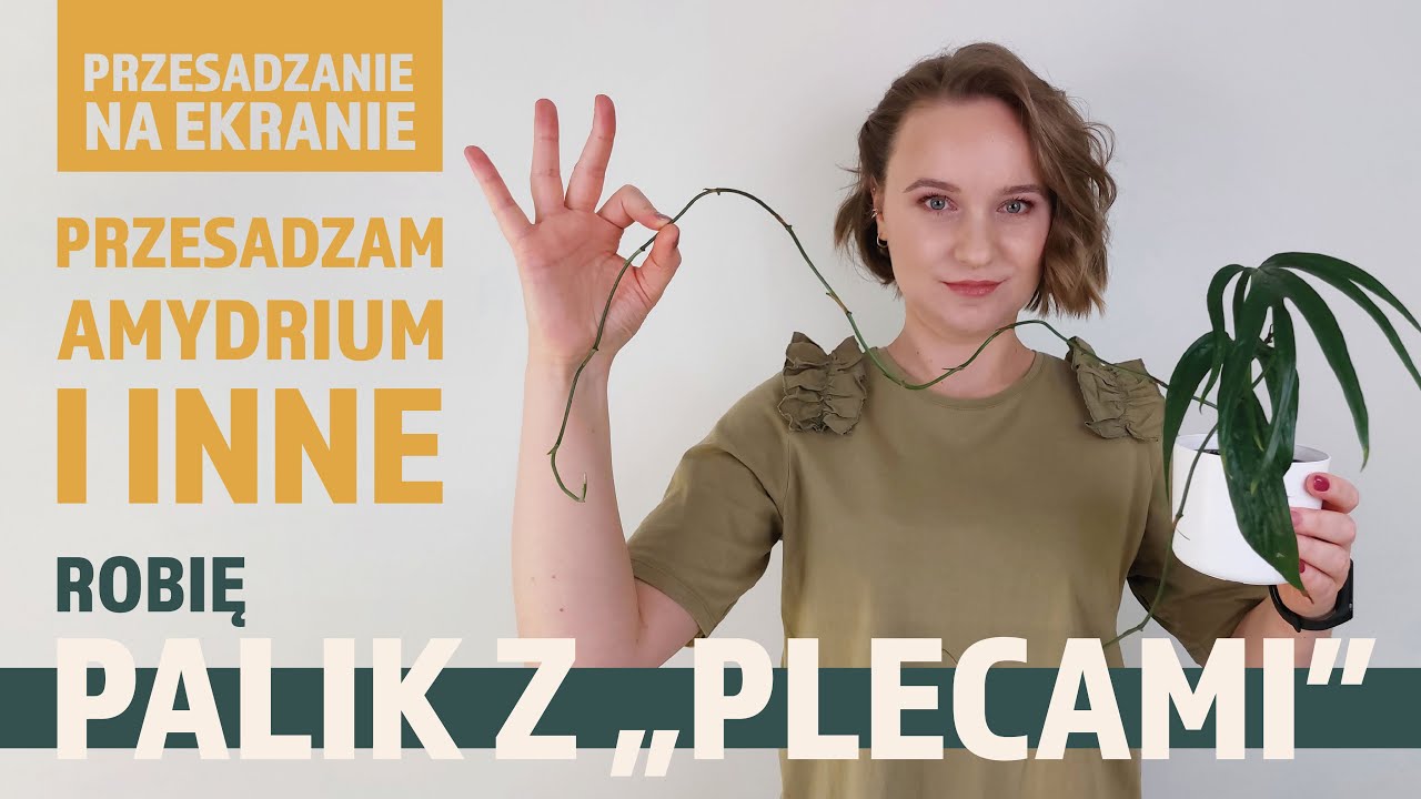 Przesadzam Amydrium i inne 💚 Robię palik z 