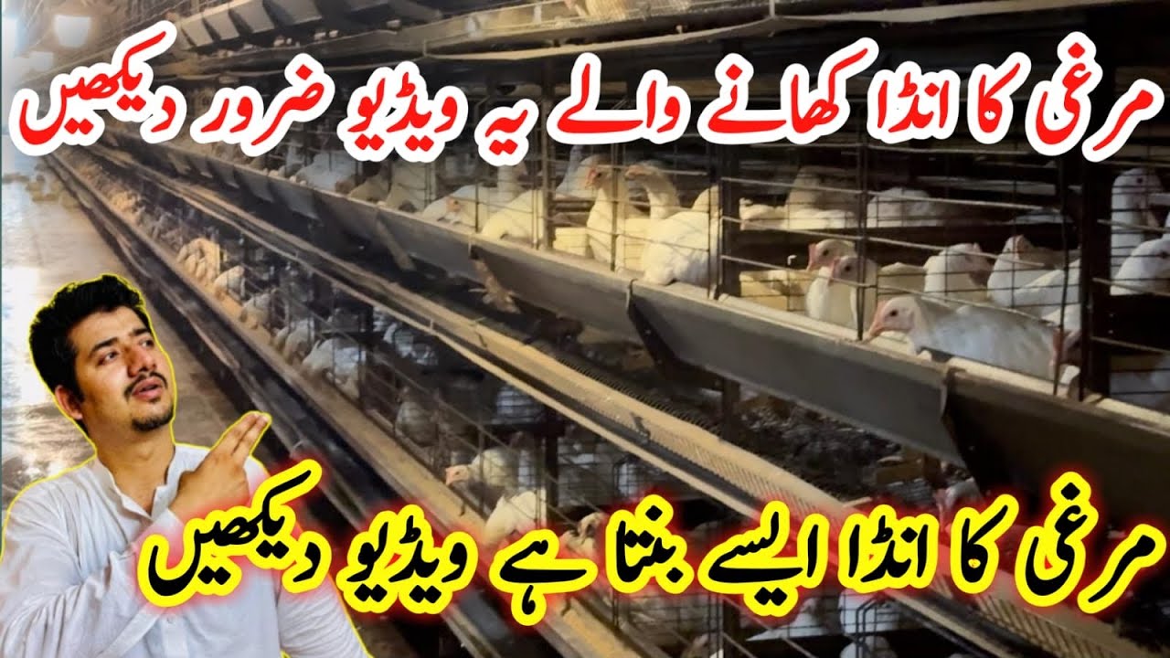 Control shed ka visit || Poltry Form || egg farm