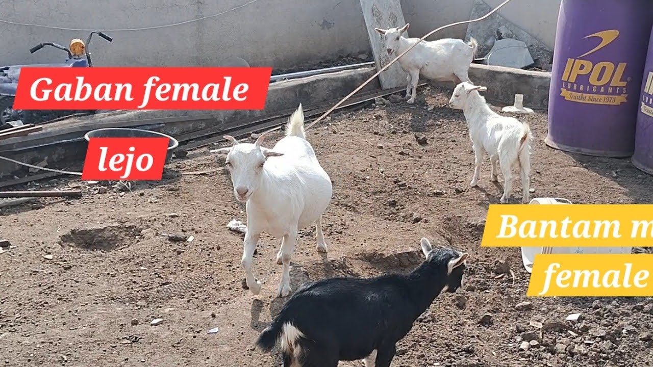 Abdul Rahman goat farm aurangabad 90289 35991 only Bloodline breeding setap 