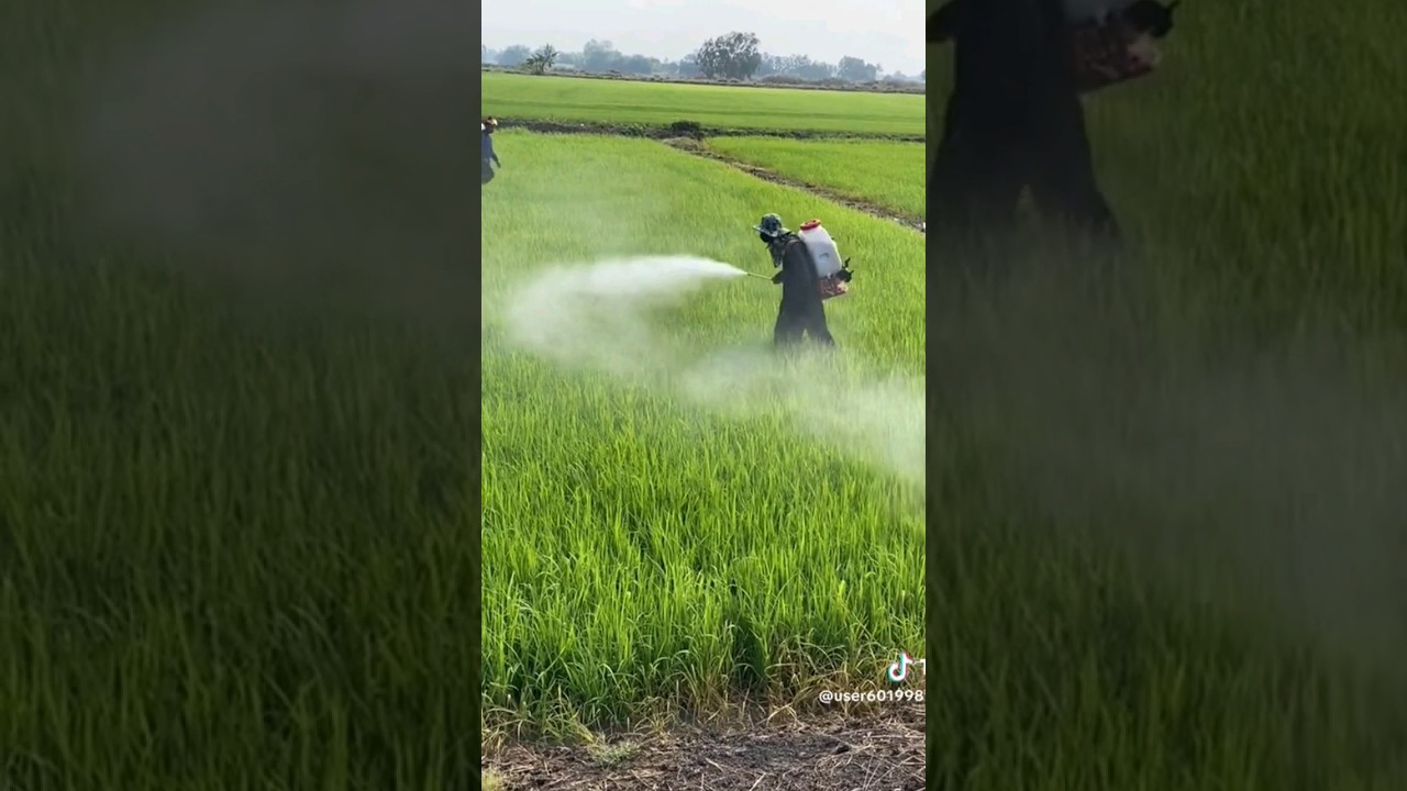 pakai alat sprayer seperti ini,, pasti lebih mempercepat pekerjaan, dan hasil maksimal