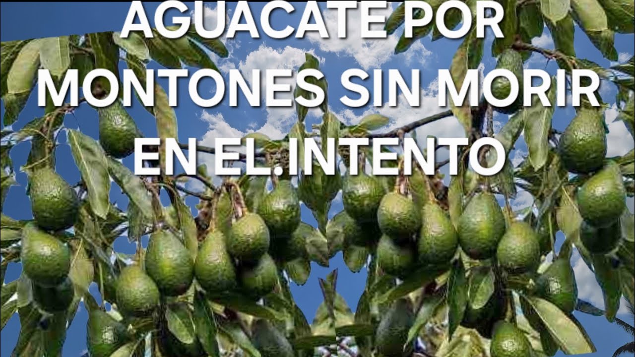 QUE YA NO MUERAN TUS AGUACATE HAZ QUE DEN MUCHO FRUTO EN MUY POCOS A&Ntilde;OS HACIENDO ESTO