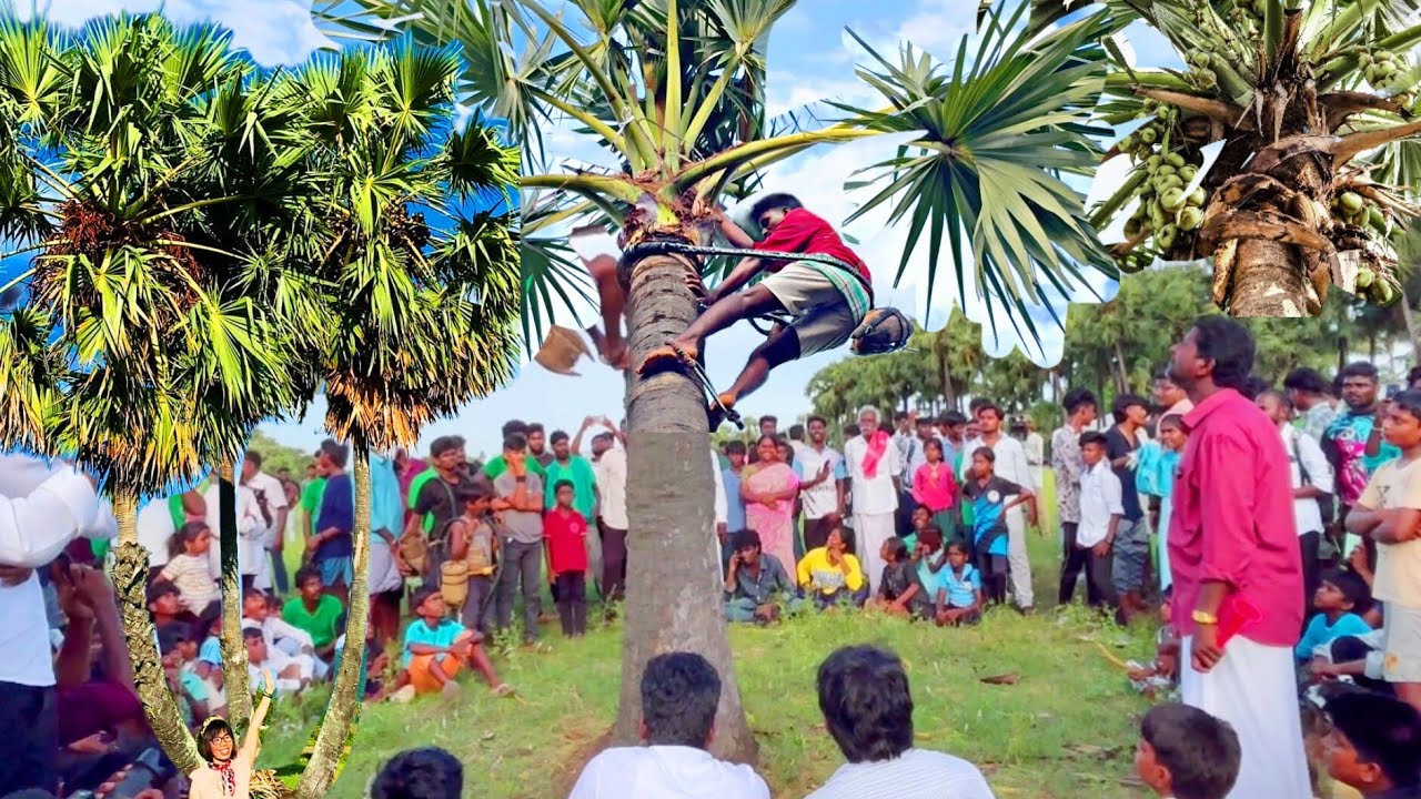🌴✨ பனைமரம் ஏறும் போட்டி/ palm tree festival at narasinganur Villupuram district 🤩