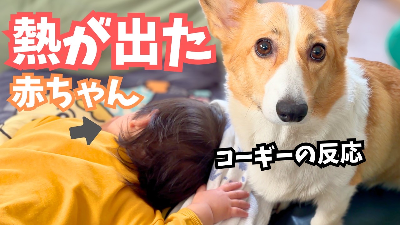 お熱が出ちゃった1歳児赤ちゃんと、元気があり余る3歳児コーギーの日常【育児】