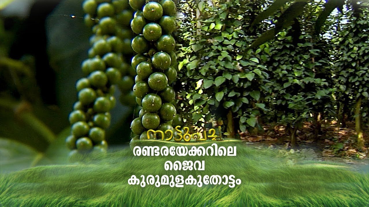 രണ്ടരയേക്കറിലെ ജൈവ കുരുമുളകുതോട്ടം; ജോണി ഇടശേരിയുടെ കൃഷിയിടം | Nattupacha