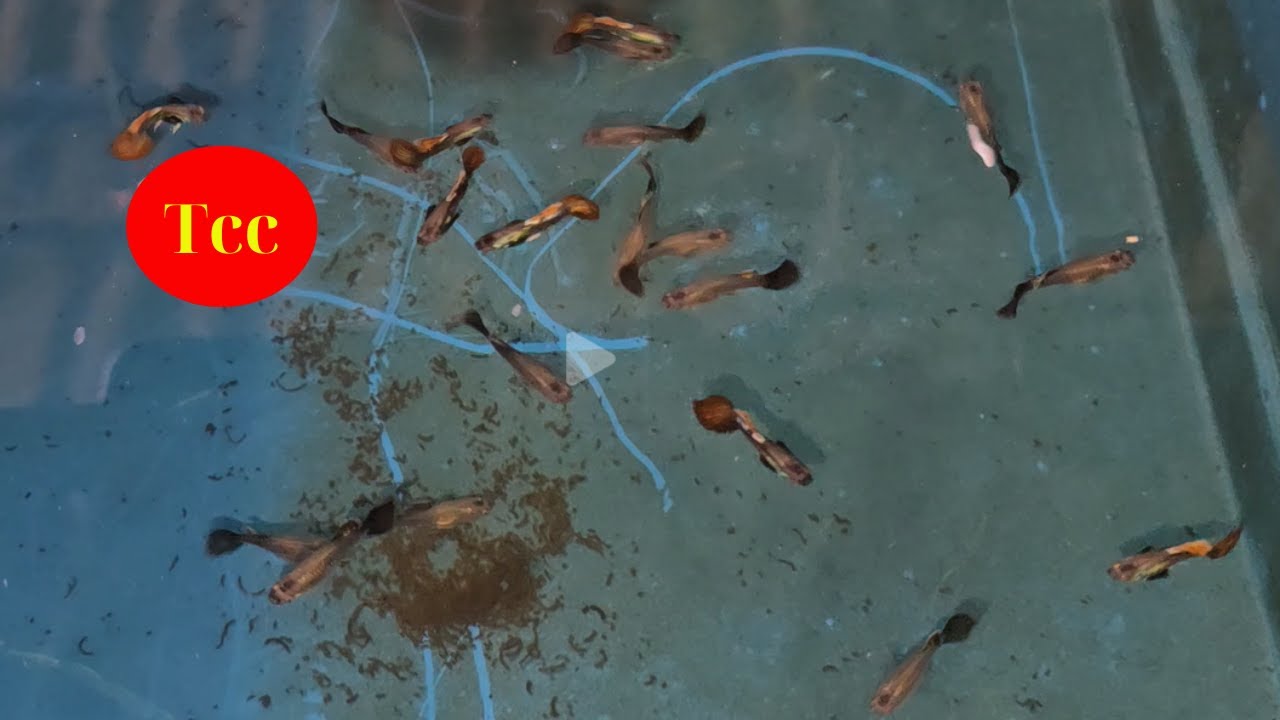 Thay Nước Cho Cá 7 Màu Đuối