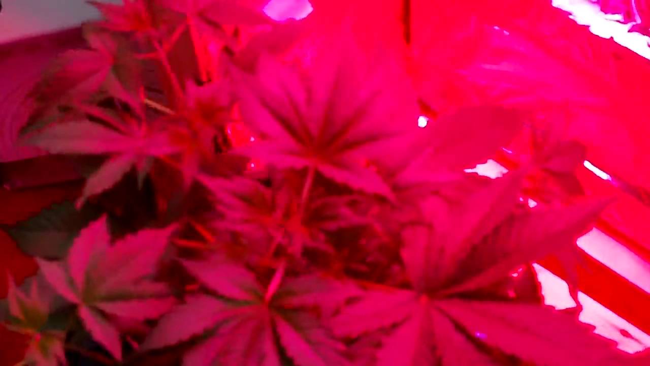 Lowryder 90w Ufo LED Grow Day 33 ( Buddha Seed Bank - Deimos )