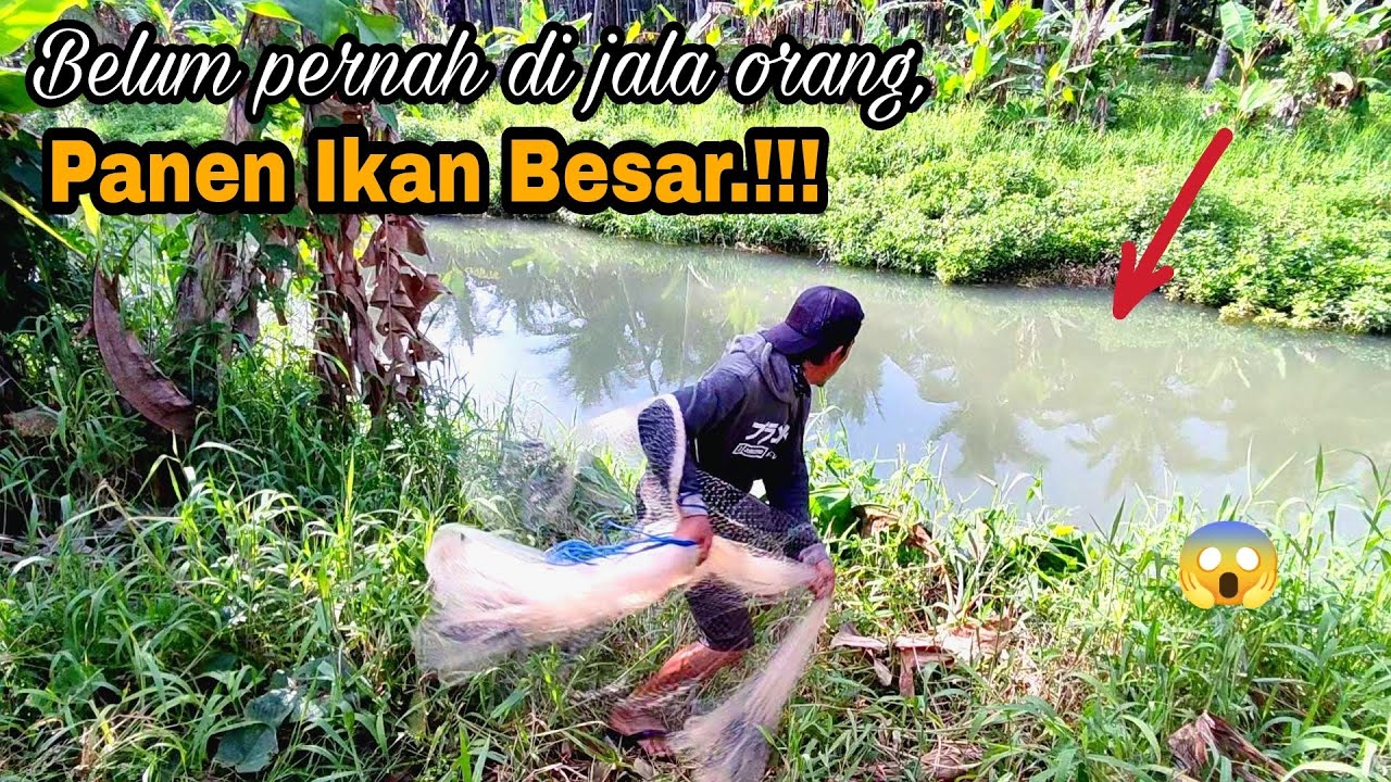 AWALNYA RAGU JALA IKAN DISINI, TERNYATA BANYAK IKAN BESARNYA.!!! Amazing fishing nets