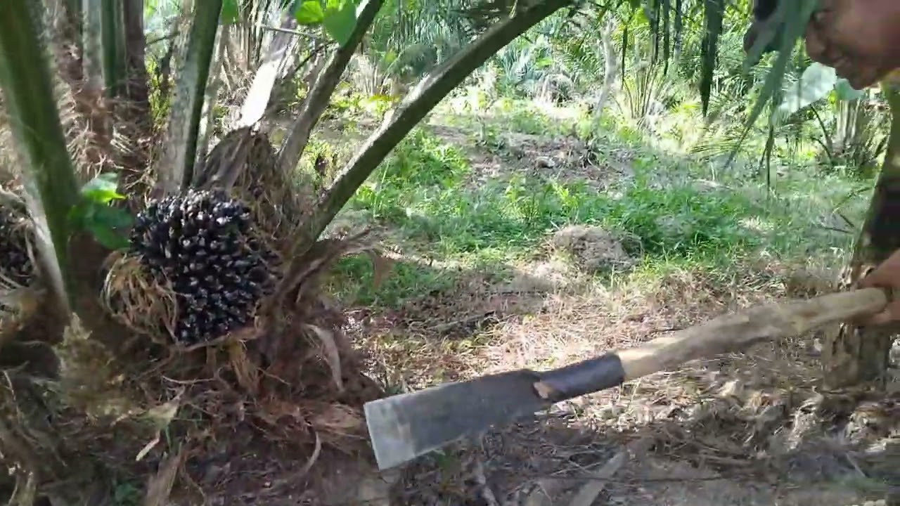 PROSES PEMANENAN BUAH PERDANA SAWIT