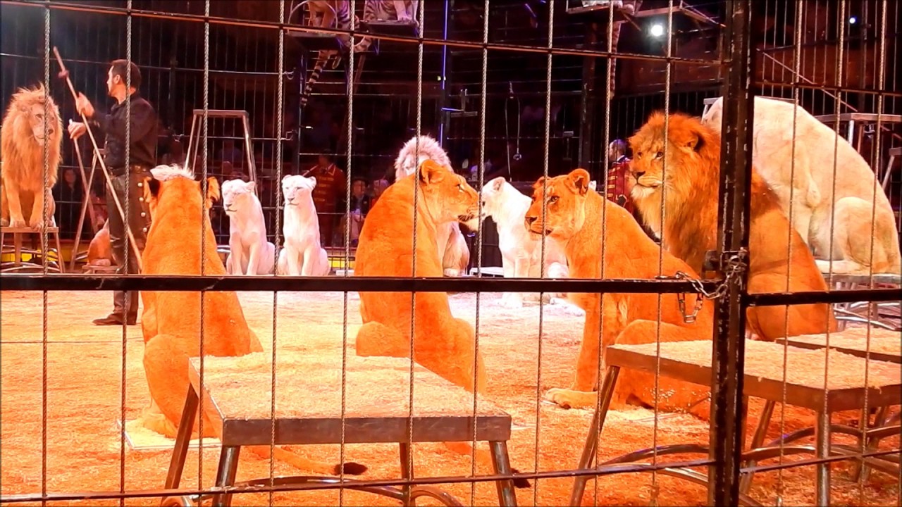 Circus Krone: 2. Winterprogramm 2017 beginnt mit einer Premiere am 1.2.2017 Teil 3/4