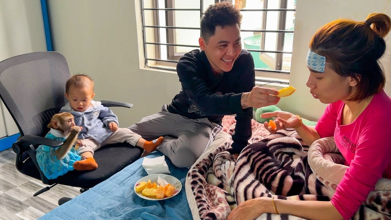 Dad takes care of sick mom, Monkey Kaka and Diem are also by mom's side