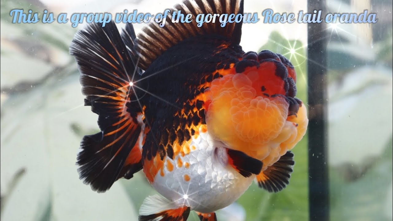 This is a group video of the gorgeous Rose tail oranda #goldfish #goldfishfarm #oranda #금붕어