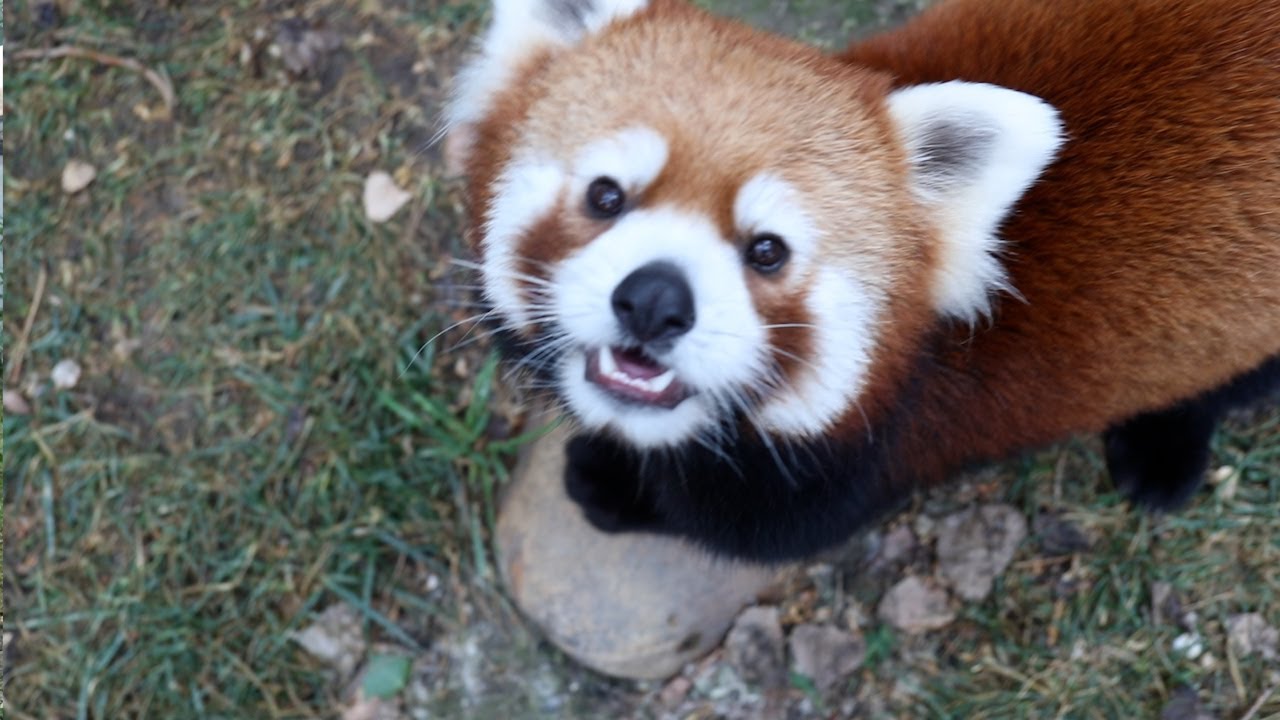 Red pandas Pabu and Mei Mei settle into their home