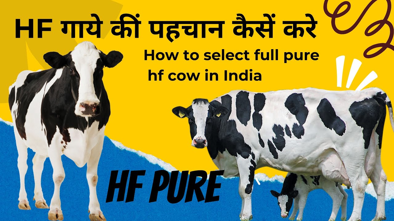 How to identify Pure HF cow in India || watch this video before buy cows from Punjab